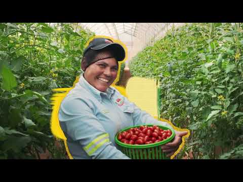 NatureSweet Associates - Proud Tomato Parents