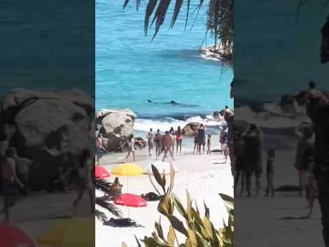 Shark visit's Clifton Beach ⛱️ #shark #greatwhite  #clifton #capetown #southafrica #fyp #fypシ゚viral