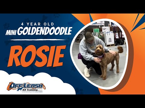 Mini Golden Doodle , 4 Year Old, Rosie | Two Week BNT| Best Dog Trainers Northern VA |  Off Leash K9