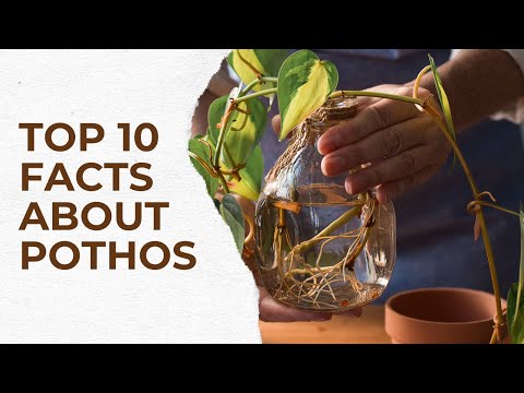 Top 10 Pothos Plant Facts: Your Indoor Green Companion