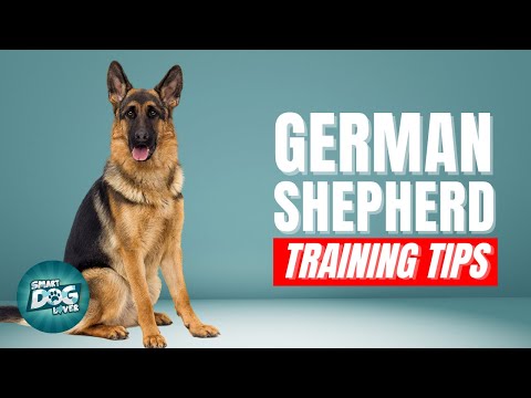 How to Train Your German Shepherd | Best German Shepherd Puppy Training Tips