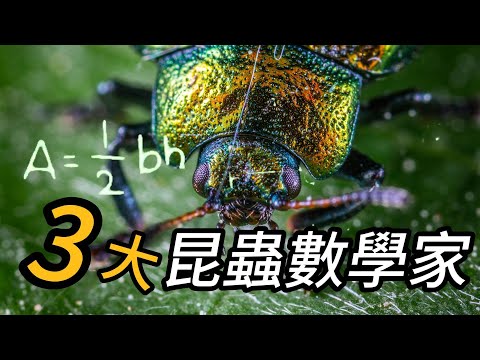 昆蟲界的3大數學家