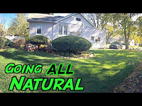 FIRST STEP to ORGANIC Lawn Care // Trusting the Natural Processes