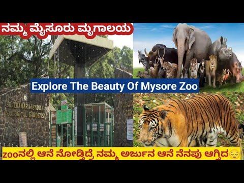 Zoo ನಲ್ಲಿ ಆನೆಗಳನ್ನ ನೋಡಿ ನಮ್ಮ ಅರ್ಜುನ ಆನೆ ನೆನಪಾದ😔 Explore the beauty of ನಮ್ಮ ಮೈಸೂರು ಜೂ.....