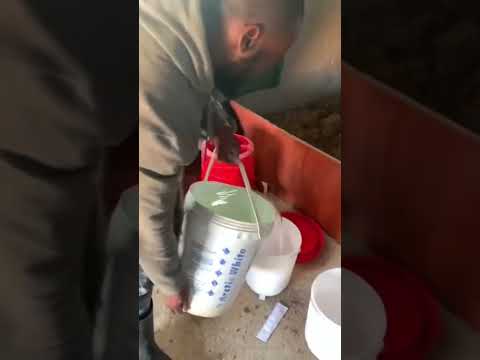 DAY IN A LIFE OF A SOUTH AFRICAN POULTRY FARMER How to take care of broiler chicken as they grow.