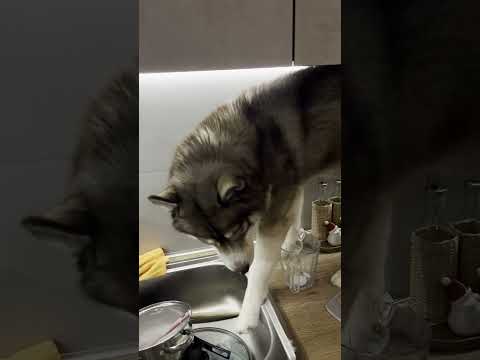 Cute Puppy Helps Humans With The Dishes!