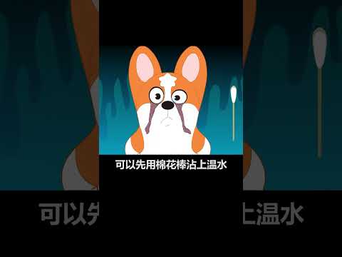 【宠物科普】狗狗泪痕严重，眼屎多怎么办？