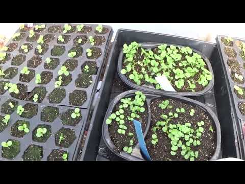 Old Greenhouse Tour February 19 2024, What Is Growing In Your Greenhouse