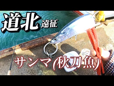 サンマ（秋刀魚）を求めて道北遠征！見つけた漁港で爆釣タイムに遭遇！