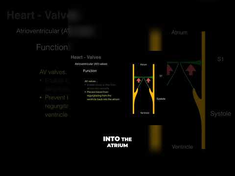 Understanding AV Valves #shorts #anatomy #heart #heartvalve