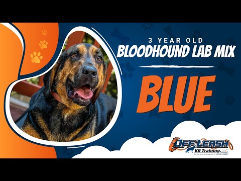 Blue | 3yr. old Bloodhound Lab mix | Best Dog Trainers in Alexandria  Va. | Off Leash K9 Training