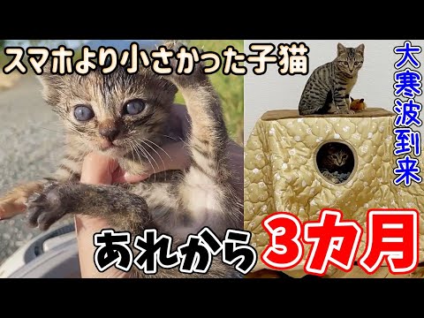 池に捨てられてた子猫にこたつをプレゼントしてみた！【#テオナナ日記 1】