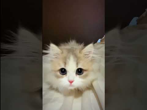 Help me ，take care her #猫咪 #cute #cats #catshorts #catvideos