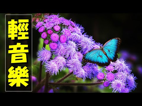 【薩克斯風 睡眠】🎷30首 薩克斯風 輕音樂 放鬆解壓 🌺 夜晚最適合聽的 轻音乐 放松🎵 累了煩了就聽聽 醉人醉心！ 無廣告音樂  Relaxing Chinese Saxaphone Music