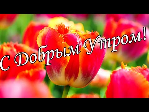 С ДОБРЫМ УТРОМ !🌼Желаю Самого Доброго Солнечного Утра!🌼  Шикарная Музыкальная открытка 🌼