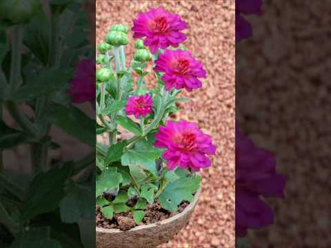 ചിരട്ട ആരും കളയരുതേ ജമന്തി ചിരട്ടയിൽ# Kerala garden ideas #youtubeshorts #trendingshorts #garden