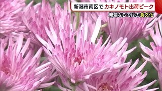 新潟ならではの食文化！ 食用菊“カキノモト”が出荷のピーク迎える「うまく育ってくれた」 (22/10/20 19:06)