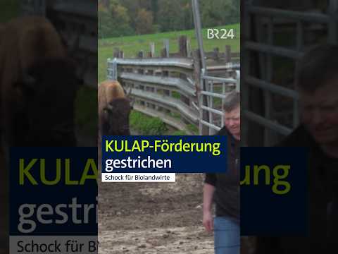 Ökobauern sind sauer: Förderung kurzfristig gestrichen #kulap #bio #landwirtschaft #shorts