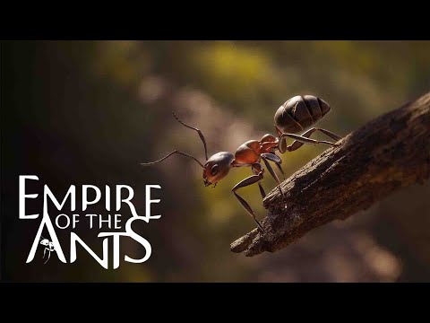 Empire Of Ants - Gameplay Part 1 - Is It Any Good?