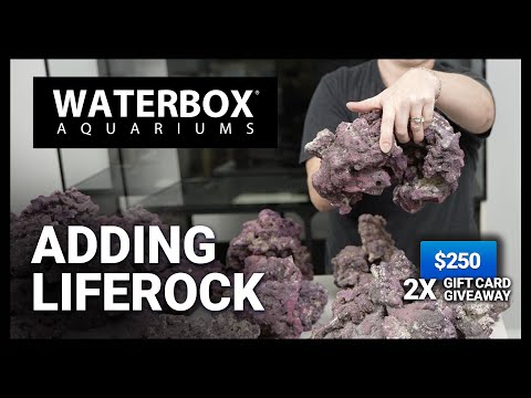 Adding Rock Scape to Reef Aquarium - Episode 174