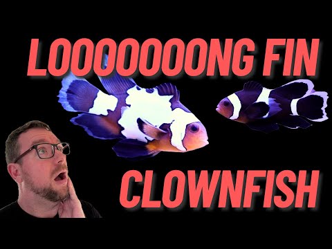 Loooong Fin Clownfish!