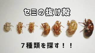 【採集と見分け方】セミの抜け殻７種類を探す！！ Collecting cicada Shells!!