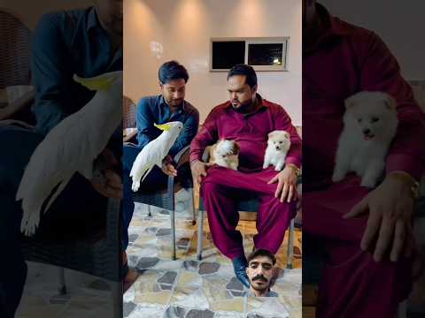 #dog #doglover #pets #funny #petlover #youtube #tamed #africanlion #wildlife #miansaqib