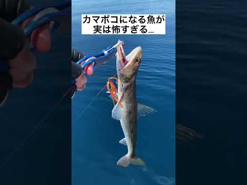 超衝撃!!!!実はこんなに恐ろしい魚を食べている、、、#海釣り #釣り #釣り好き #船釣り