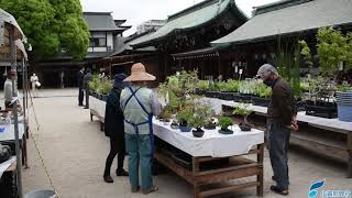 佐嘉神社で春の山野草展（2021年4月23日）