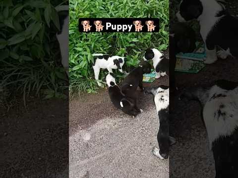 Street Dog 😮 new born babies 🐕😍| #Kolkata 📍 #trending #viralvideo #youtubeshorts #kolkata #dog