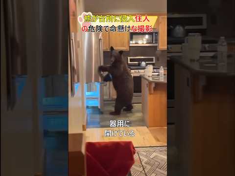 熊が台所に侵入住人の危険で命懸けな撮影#bear#shorts#dengerous #熊#危険