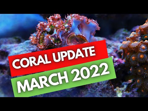 Coral update in my reef aquarium March 2022