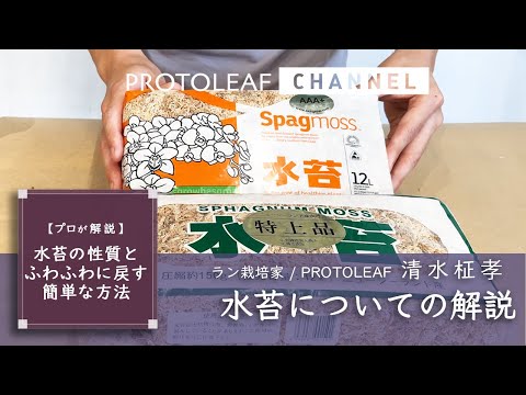 【プロが解説】水苔の性質とふわふわに戻す簡単な方法