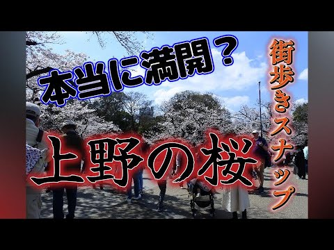 【街歩き】ぶらり街歩き動画＆スナップ｜上野の桜【NIKON1J5】