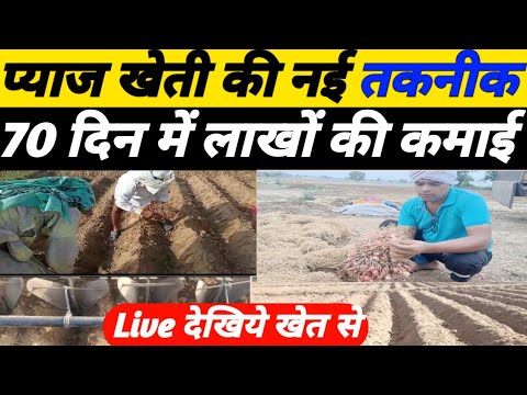 प्याज खेती की नई तकनीक 70 दिन में लाखों की कमाई|Pyaj ki kheti|Onion farming|Pyaj ki kheti kaise kare