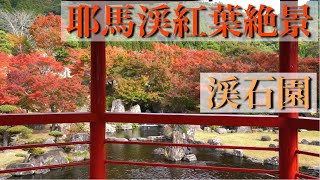 (九州ドライブ）耶馬渓　紅葉絶景　渓石園の色づくモミジ　無料で楽しめる美しい庭園　4K sony α7III 大分絶景