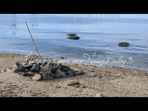 夏の海辺の音-カマキリさんお目見え-モーニングムーン