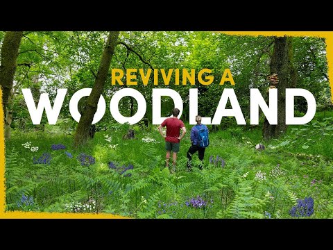 Our Ambitious Plan to Fully Revive Desolate Woodlands