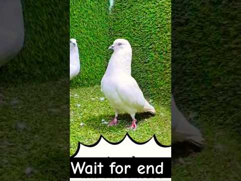 Top Quality panjabi #pigeon #shortvideo #shorts #viralvideo