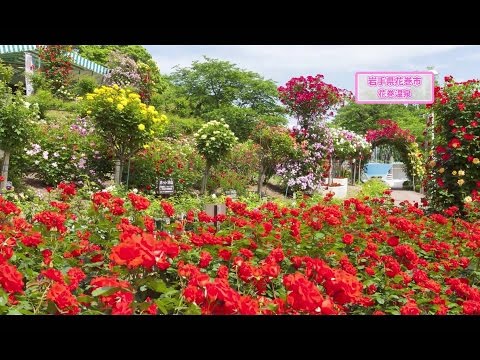 肌にやさしい泉質と、バラ風呂＆バラ園(花巻温泉)