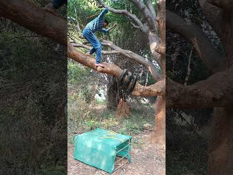 Snake attack #reel #reels #trending #viral #viralreels #video #tiger #wildlife #reelsvideo