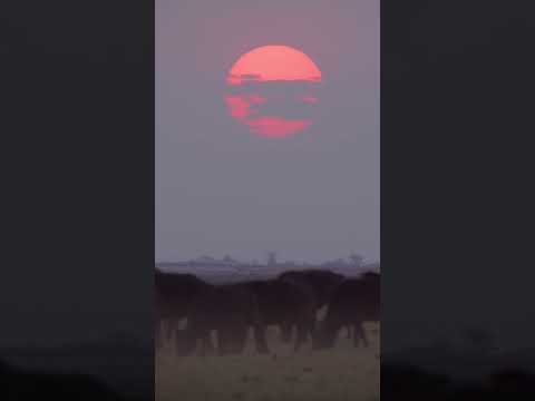 Buffalo Sunset. Chobe National Park, Botswana. #botswana #buffalo #big5 #sunset #safari