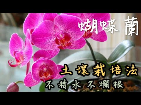 【天天小花農】蝴蝶蘭土壤栽培法，不積水也不爛根