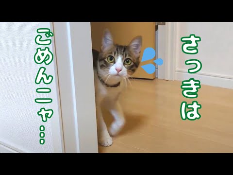 謝り方がかわいい子猫とすぐに許してしまうダメな飼い主w