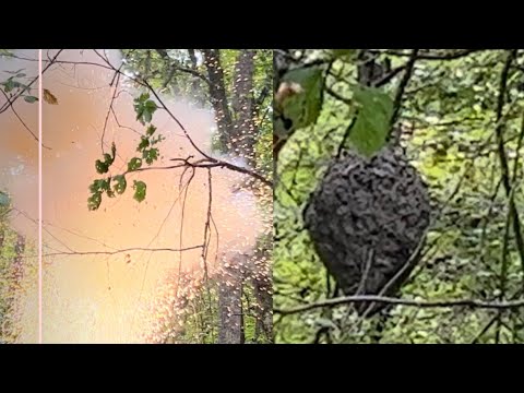 BLOWING UP HORNET NEST AFTER ATTACKING LAWN BOY!