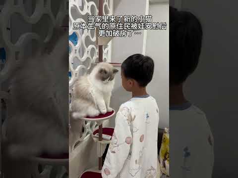 猫： 它一巴掌，你三巴掌…