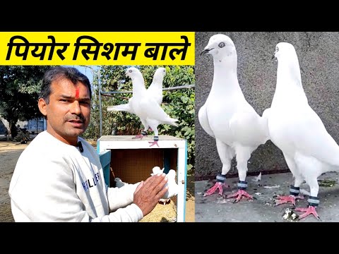 Full White Kabootar ! ! Sambhal Wale Kabootar ! ! Arshad idrisi Pigeon•••