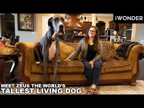 The World's Tallest Dog Is Over 7 Feet Tall