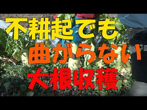 【大根】不耕起でも曲がらない大根収穫