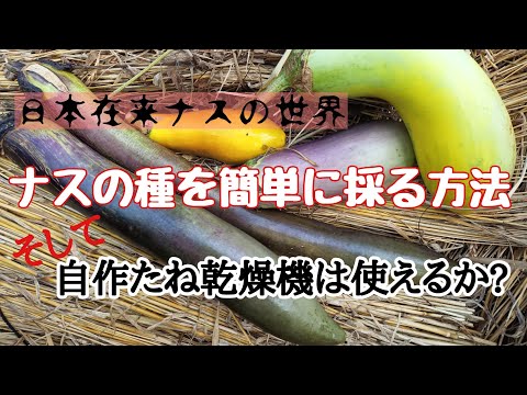 民田茄子の種取り＆自作タネ乾燥機は使えるか？